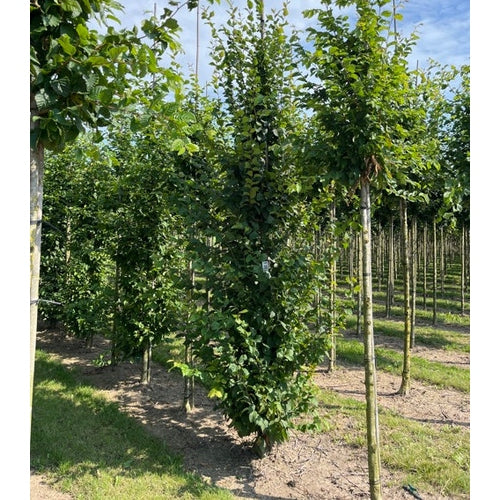 Avenbok - Carpinus betulus 'Beekman' - Stammens omkrets 14-16 cm, höjd 3,5-4 meter, HS,